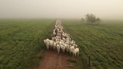 CLEAN : STOCKSHOTS: Brazil's cattle ranching News Clip