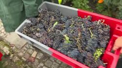 CLEAN : Grape harvest in Montmartre at the foot of the Sacre-Coeur News Clip