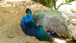 Elegant wild exotic bird with colorful artistic feathers. Close up of peacock textured plumage. Flying Indian green peafowl (Pavo cristatus) in real nature, vibrant pattern of luminous tail and wings. Stock Footage
