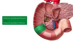 Duodenum Instructional Video