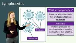 The Role of White Blood Cells in the Immune System Instructional Video