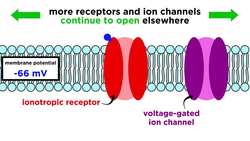 Neural Conduction, Action Potential, and Synaptic Transmission Instructional Video