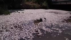 Masses of dead fish blanket a stream in Greece News Clip