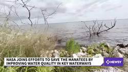 NASA Joins Efforts To Save Manatees By Improving Water Quality News Clip