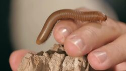 9 Cool Facts & Care Tips for Florida Millipedes Instructional Video