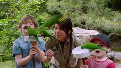 Friendly Rainbow Parrots Color the Skies of Australia Instructional Video