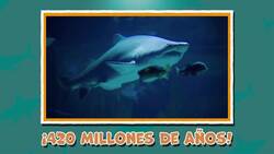 I WONDER - How Old Are Sharks? Me Pregunto - Desde Cuándo Existen Los Tiburones? Instructional Video
