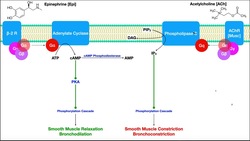 Pulmonary Pharmacology [Part 1] | Sympathomimetics, Anti-muscarinics, & Methylxanthines Instructional Video