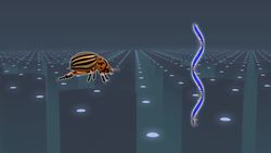 RNA-based plant vaccine could supplant chemical pesticides Instructional Video