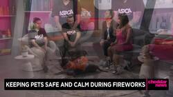 Cheddar Paws: Keeping Pets Safe and Calm During July 4th Fireworks News Clip