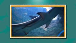 I WONDER - What Does A Shark's Skin Feel Like? Me Pregunto - Cómo Se Siente la Piel Del Tiburón? Instructional Video