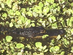 ¿Qué es un reptil?: donde viven los reptiles Instructional Video