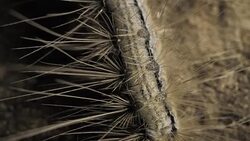 Caterpillar Moving Slowly Stock Footage