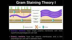 Microbiology: Gram Staining Instructional Video