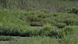Gray heron in the grass in 4k Stock Footage