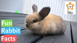 Keeping Rabbits as Pets Instructional Video
