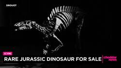 Rare Jurassic Dinosaur for Sale News Clip