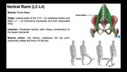Hip Flexors EXPLAINED Iliopsoas & Other Hip Flexors Instructional Video
