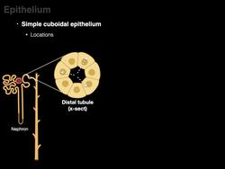 Epithelium Instructional Video