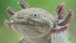 The Salamander That Refuses to Grow Up Instructional Video