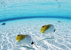 Refraction Instructional Video