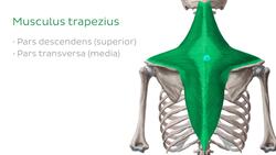 Schultergürtel Instructional Video