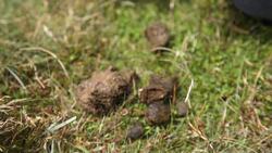 Night Creatures of the Tasmanian Bush Instructional Video