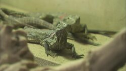 Zookeepers Hatch One of the Most Endangered Reptiles in the World Instructional Video