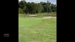 #TheMoment a mob of kangaroos took over this golf course News Clip