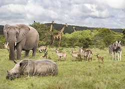 Evolution - Life Connections Instructional Video