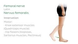 Main nerves of the lower extremity Instructional Video