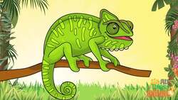 Chameleons: The Coolest Animal Ever Instructional Video