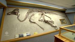 Debris at dig site leads to reuniting dinosaur skull with its skeleton News Clip