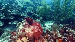 Seascape of coral reef in the Caribbean Sea around Curacao at dive site Watamula Stock Footage