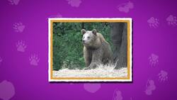I WONDER - How Did Grizzly Bears Get Their Name? Me Pregunto - Cómo Obtuvieron Los Osos Grizzly Su Nombre? Instructional Video
