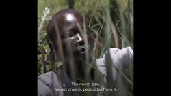 Refugees use plants to fight malaria & climate change in Uganda News Clip