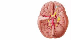 Arteries of the brain II Instructional Video