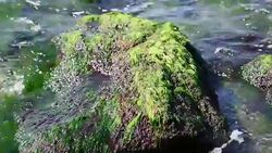 stone with sea green alga Stock Footage