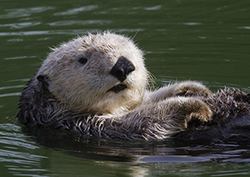 Sea otters Instructional Video