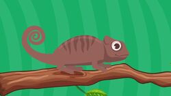 Lizard Facts Instructional Video