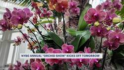 New York Botanical Garden's annual Orchid Show returns for 22nd year News Clip