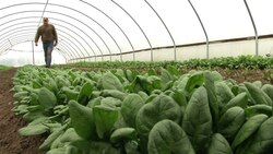 Winter Greenhouse Farming Instructional Video