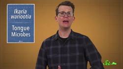 This Worm-y Critter Is (Probably) Our Oldest Ancestor | SciShow News Instructional Video