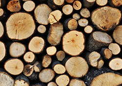 Deforestation Instructional Video