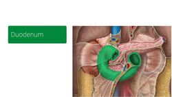 Retroperitoneum Instructional Video