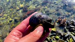 Squirting Clams Pulled up from the MUCK! Instructional Video