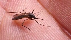 Insect Analysis In A Lab Close Up Stock Footage