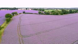 Flowering of echium and borage bring vibrant colour to Essex field News Clip