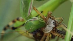 Mantis religiosa eating a wasp spider (Argiope bruennichi) Stock Footage
