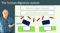 The Human Digestive System: How Organs Work Together to Digest Food Instructional Video
